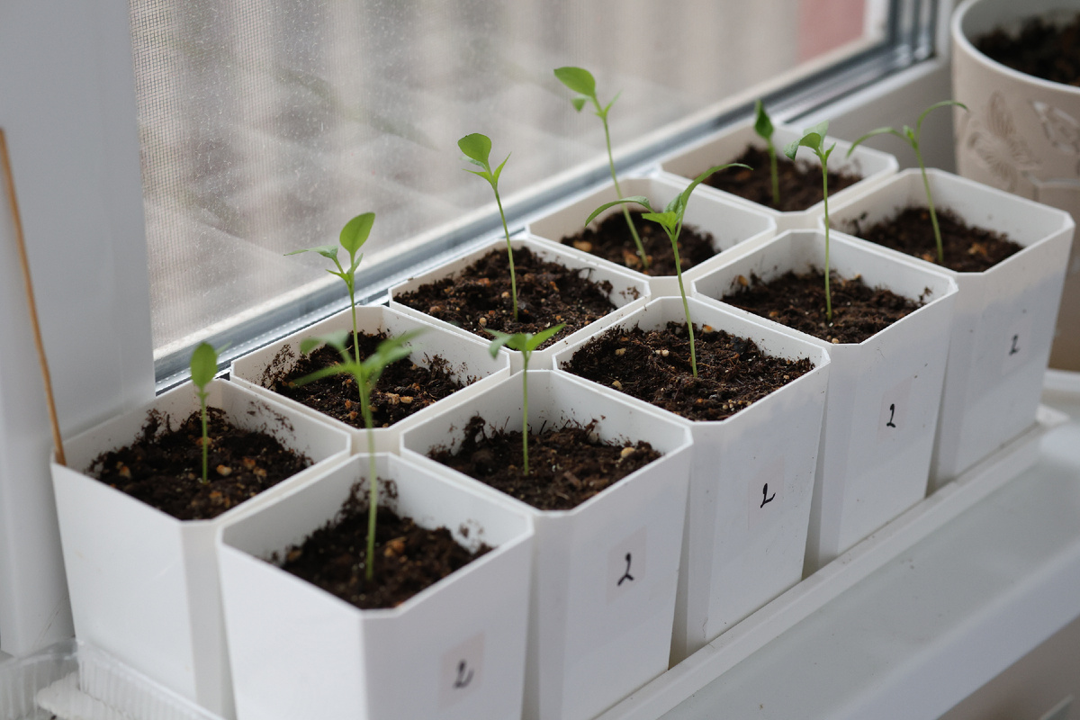 Ламуйо и Гороспел 