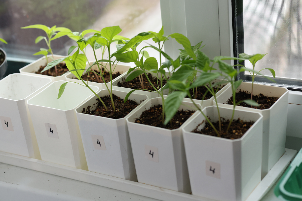 Союз и типа Рамиро