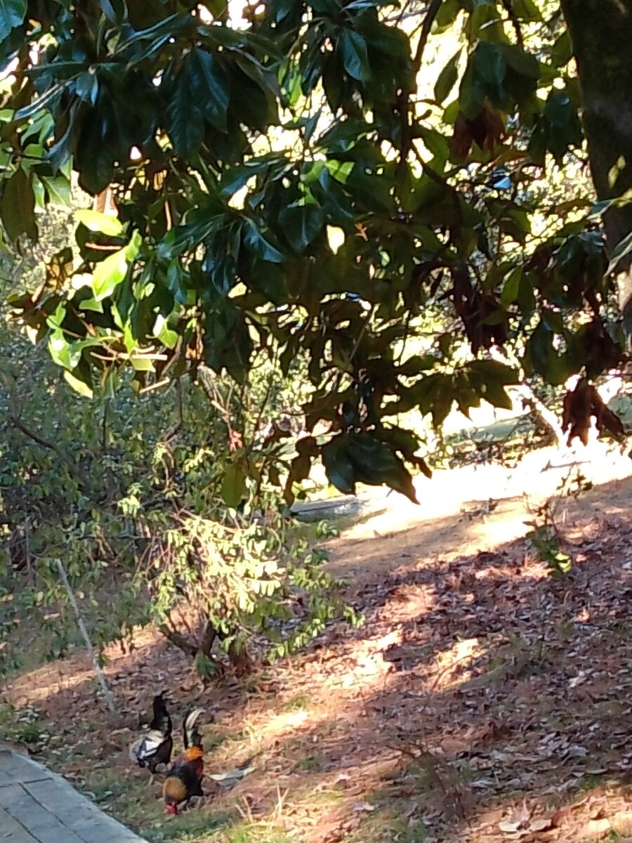 Не в Краснодаре, в Сочи, но в середине января