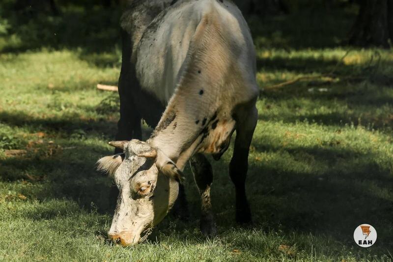    ЕАН / Архивное фото