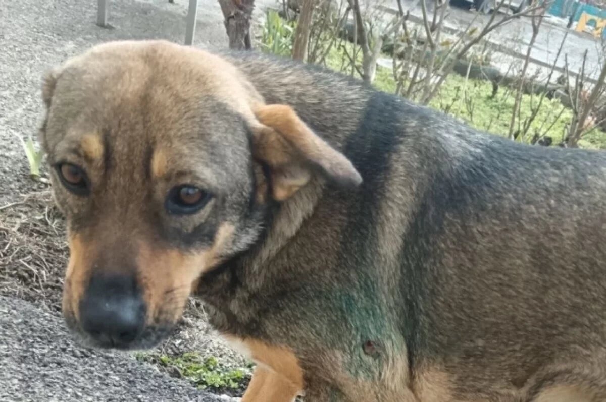    В Краснодаре полиция устроила проверку насчет раненной во дворе собаки