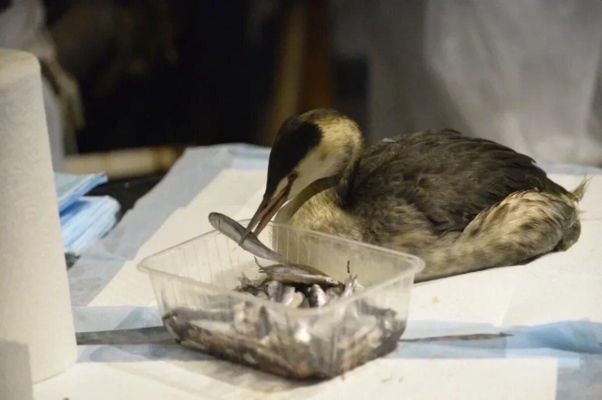    25 млн рублей направлено на очищение Керченского пролива крупнейшим банком