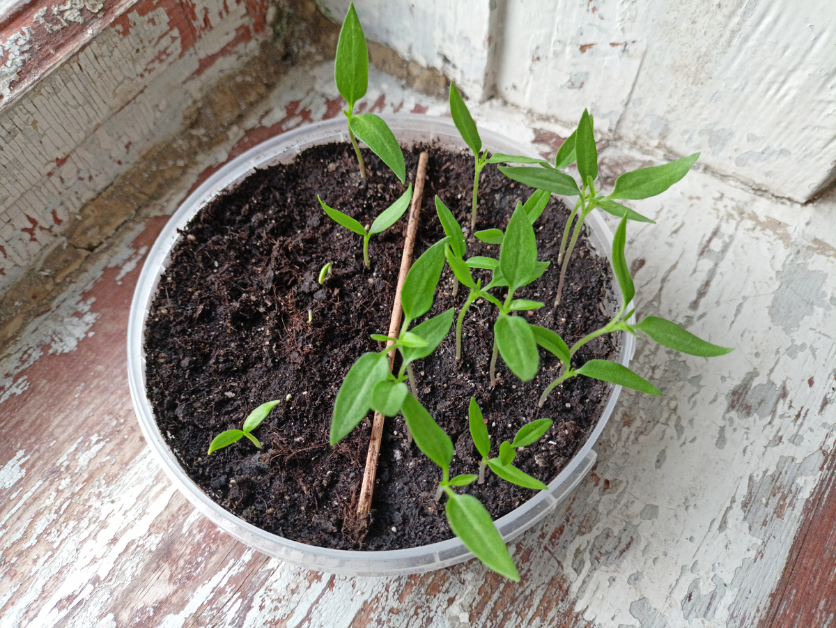 Полуострые: всего три вылезли, и три ещё лезут. С другой стороны - "дагестанцы"