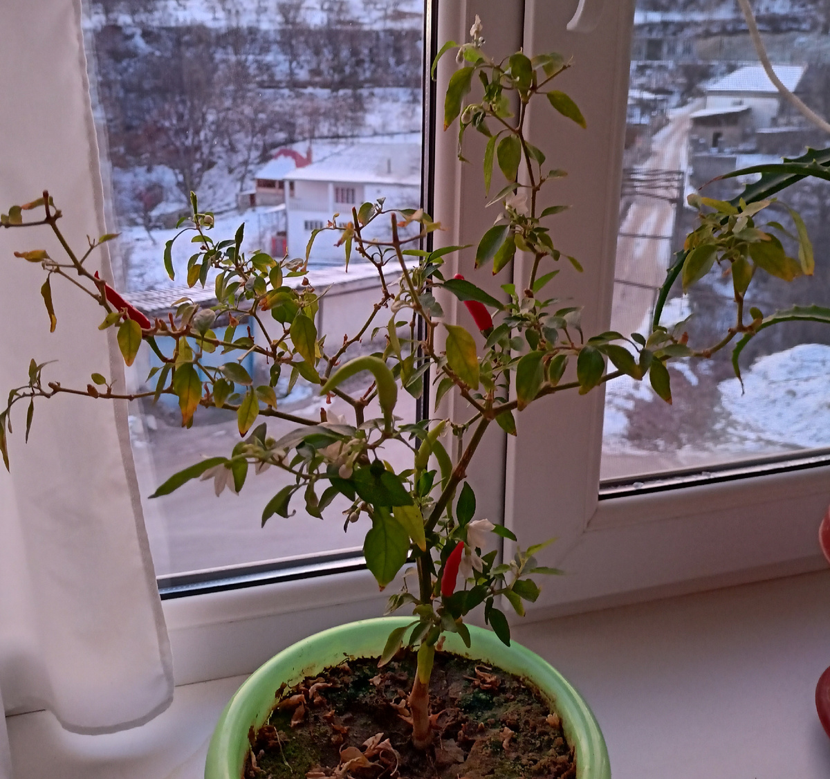 Острый перец на окне. Январь 2024, Дагестан.