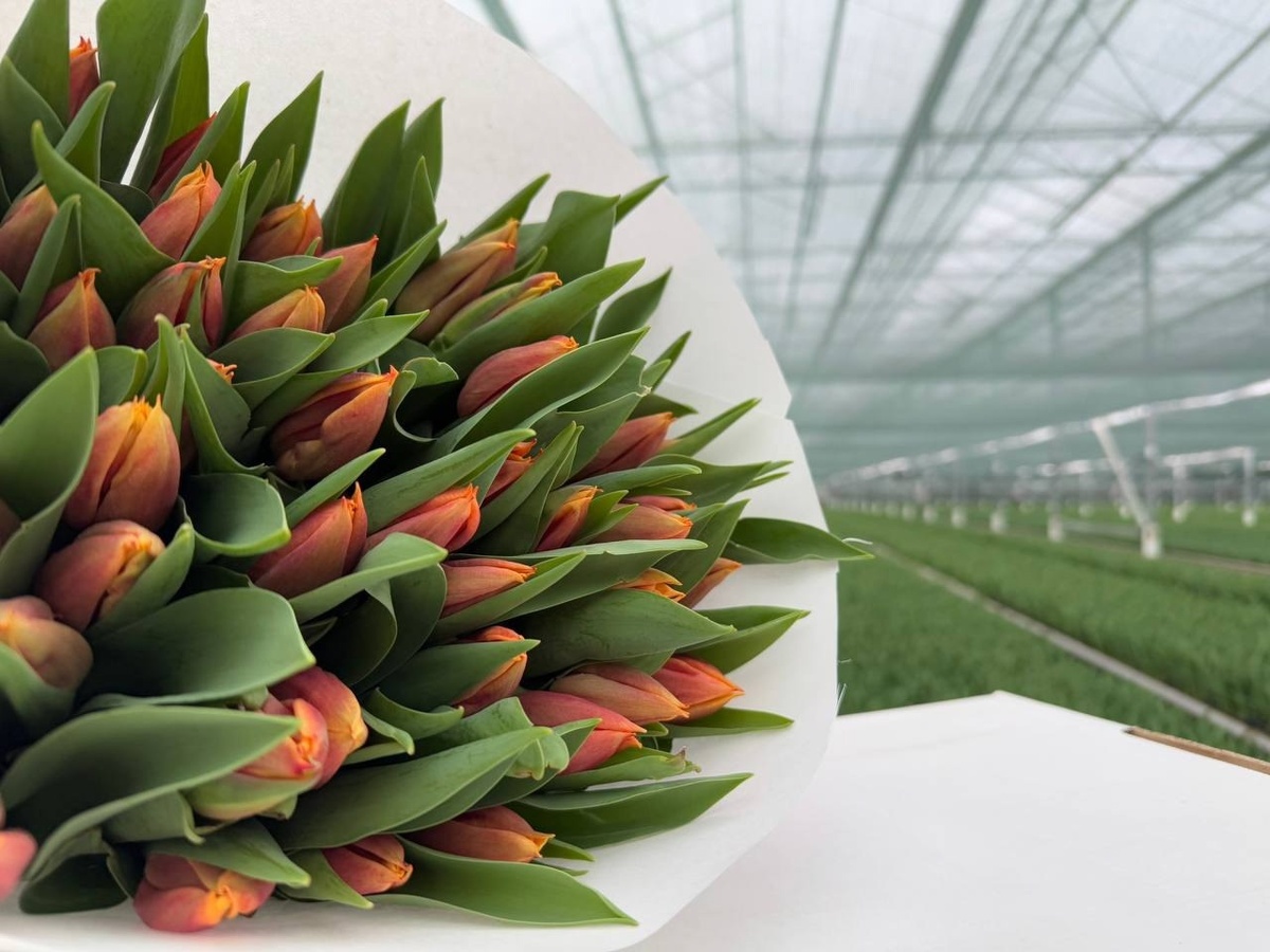 Тюльпаны // Фото агрохолдинга «Верёвкин хутор»