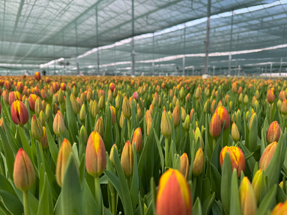 Тюльпаны // Фото агрохолдинга «Верёвкин хутор»