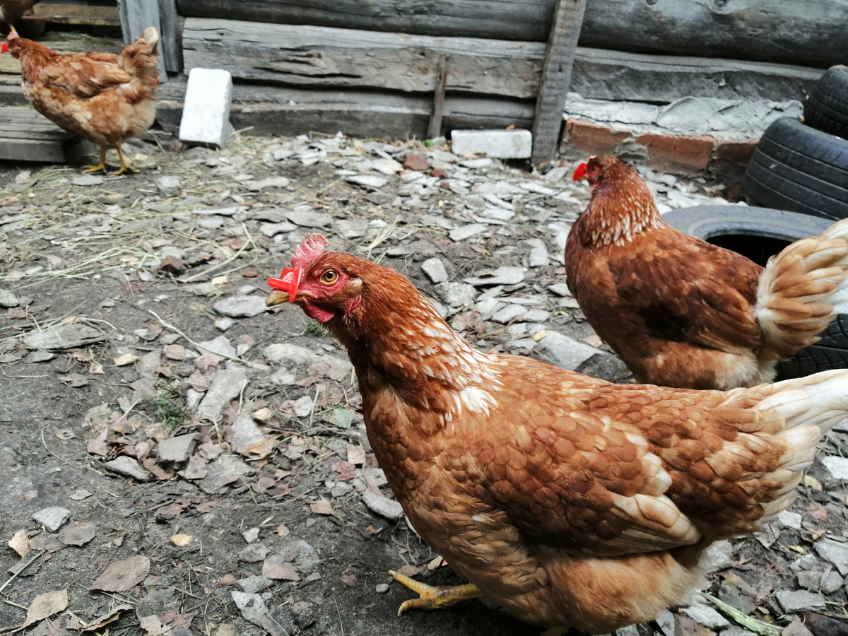 фото от автора