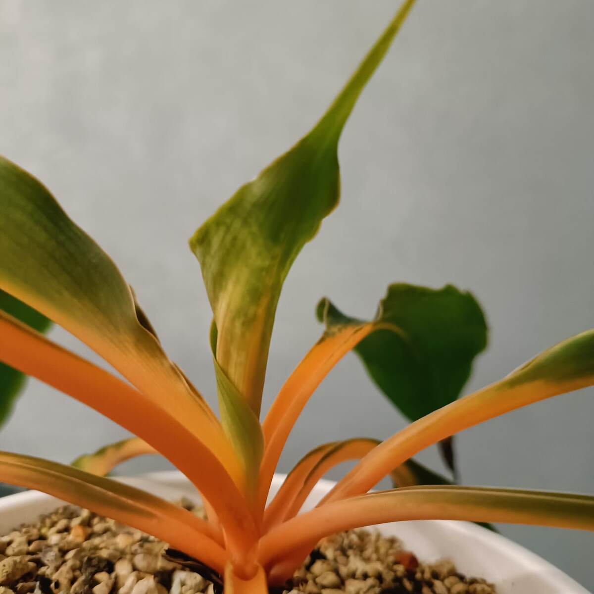 Хлорофитум оранж более прихотлив, чем его собратья и не любит низких температур и застоя воды