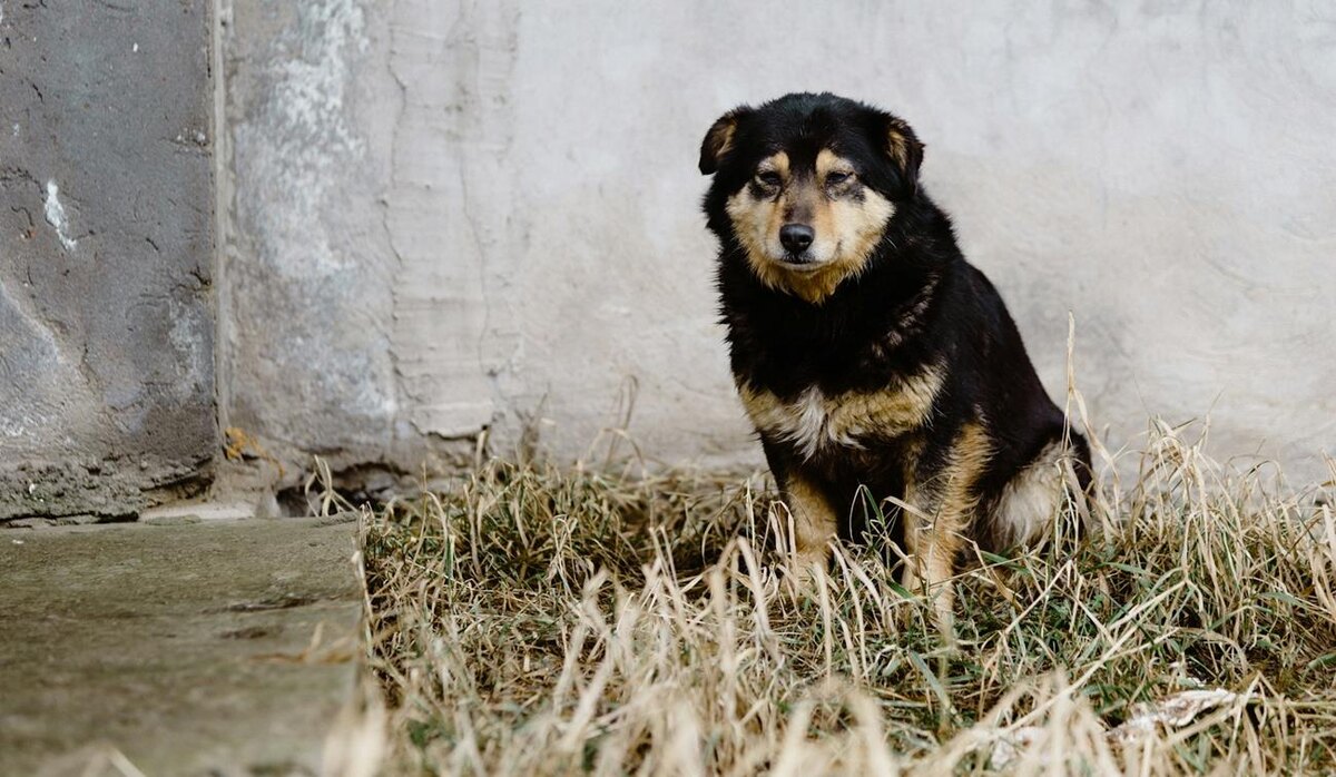 Фото: Artem Maltsev / Unsplash