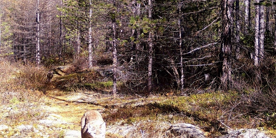 Рысь с двумя котятами попала в объектив фотоловушки в Забайкалье
