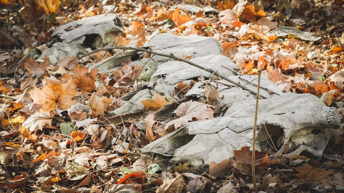     Источник: 1MI