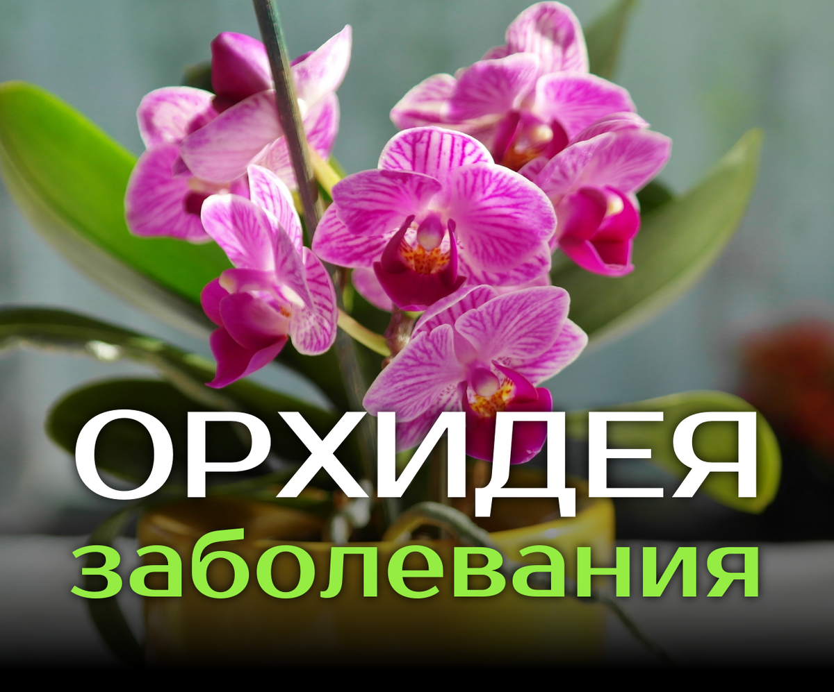 Чем болеет орхидея?
