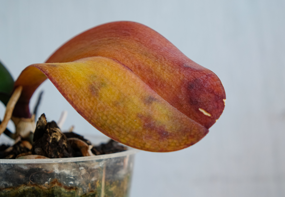 Листья у орхидеи становятся мягкие и теряют зеленый цвет, что это? 