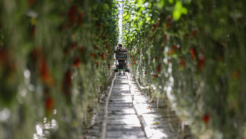      Фото: Дмитрий Ахмадуллин / / ИА «Победа26»