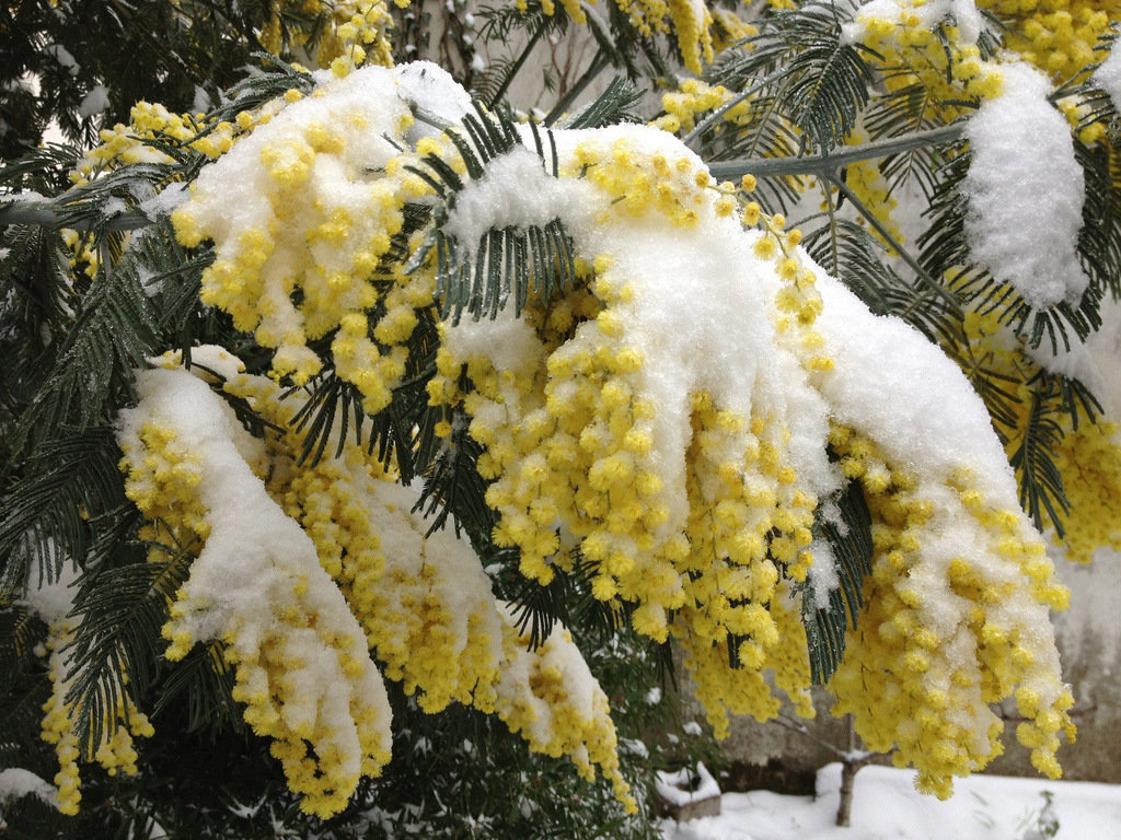 Мимоза
