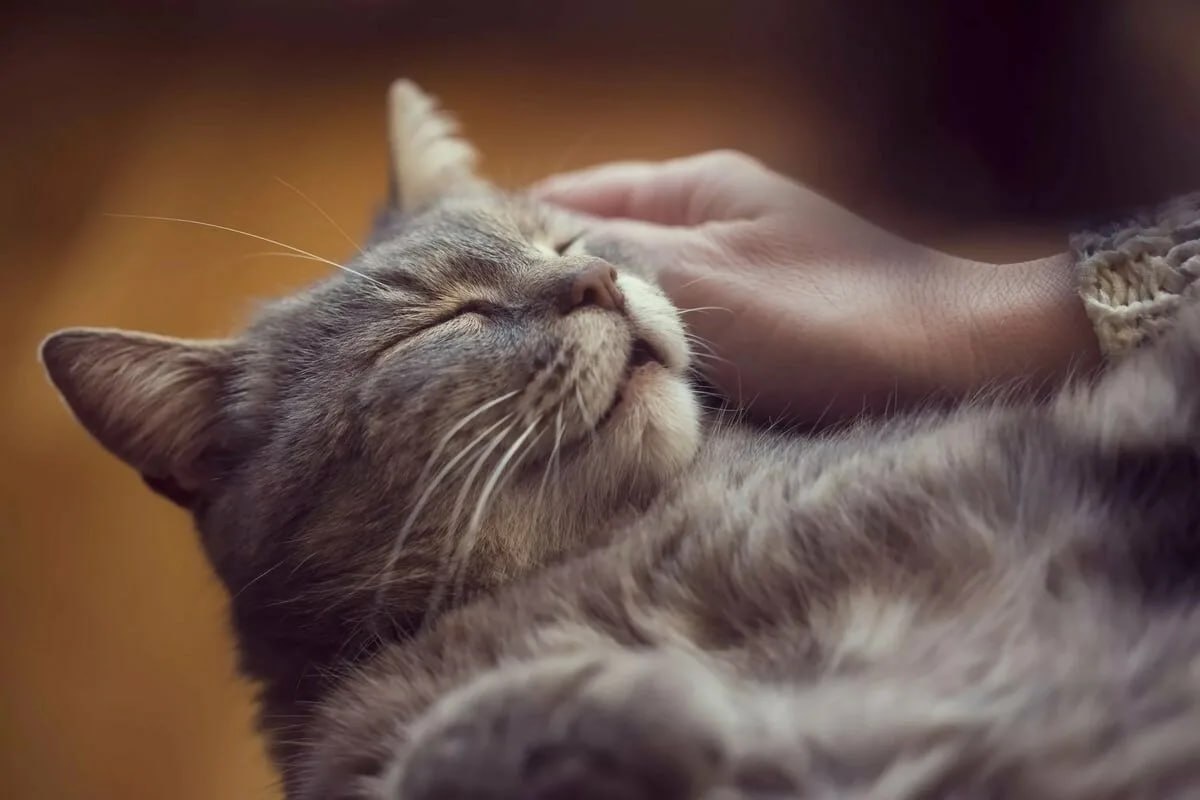 Кот