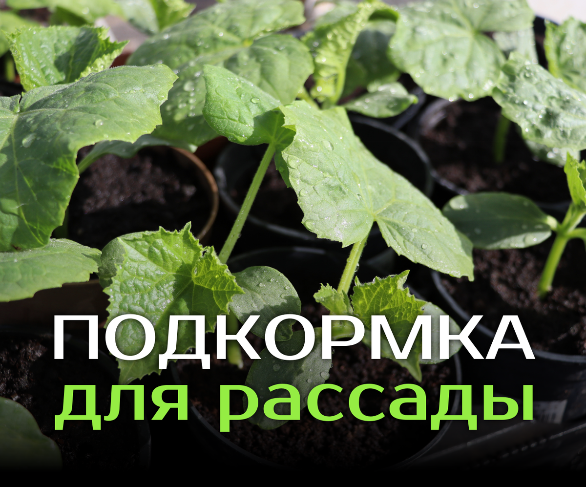 Нужна ли подкормка рассаде? 