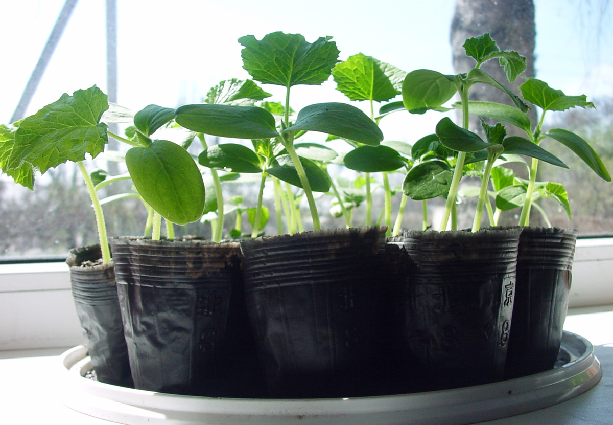 Особенности подкормки рассады