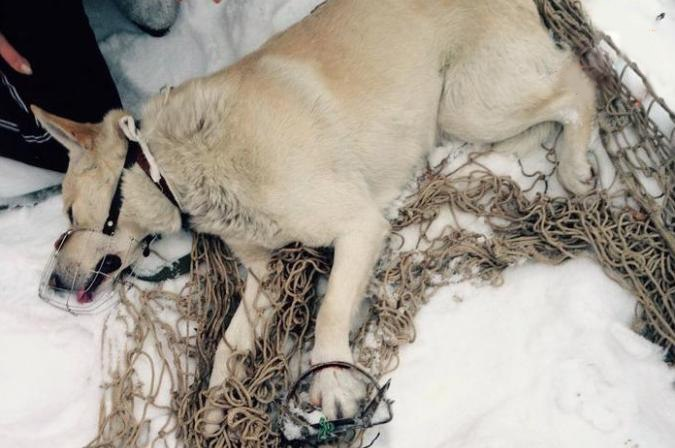 В Екатеринбурге спасают бездомного пса, который угодил в капкан