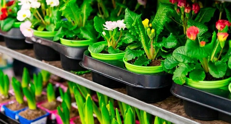    В Азово-Черноморском филиале ФГБУ «ЦОК АПК» проверили 450 тысяч горшечных растений с начала года
