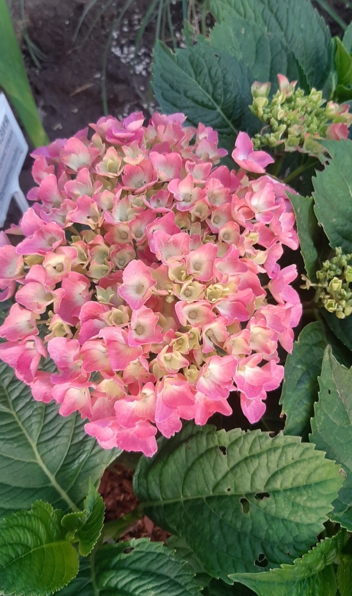 Крупнолистная гортензия "Фриденштейн" 