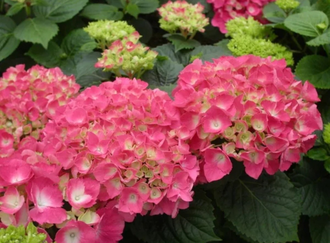 Крупнолистная гортензия "Фриденштейн" 