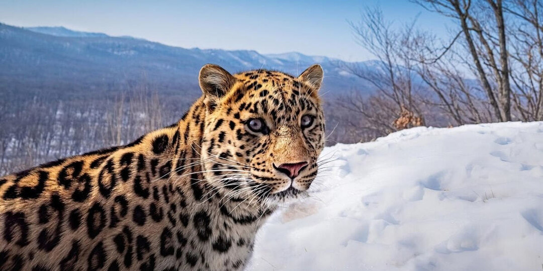 Родной брат снежного барса - не леопард. А кто?