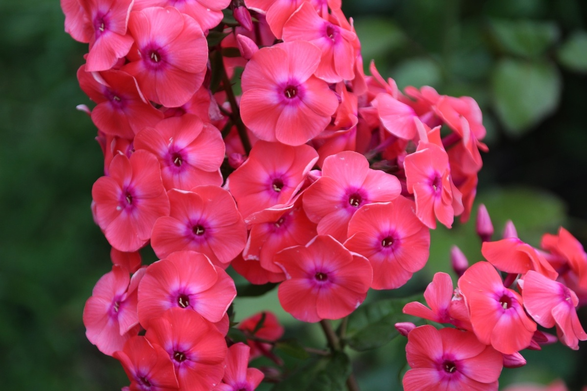 Флокс Фобос