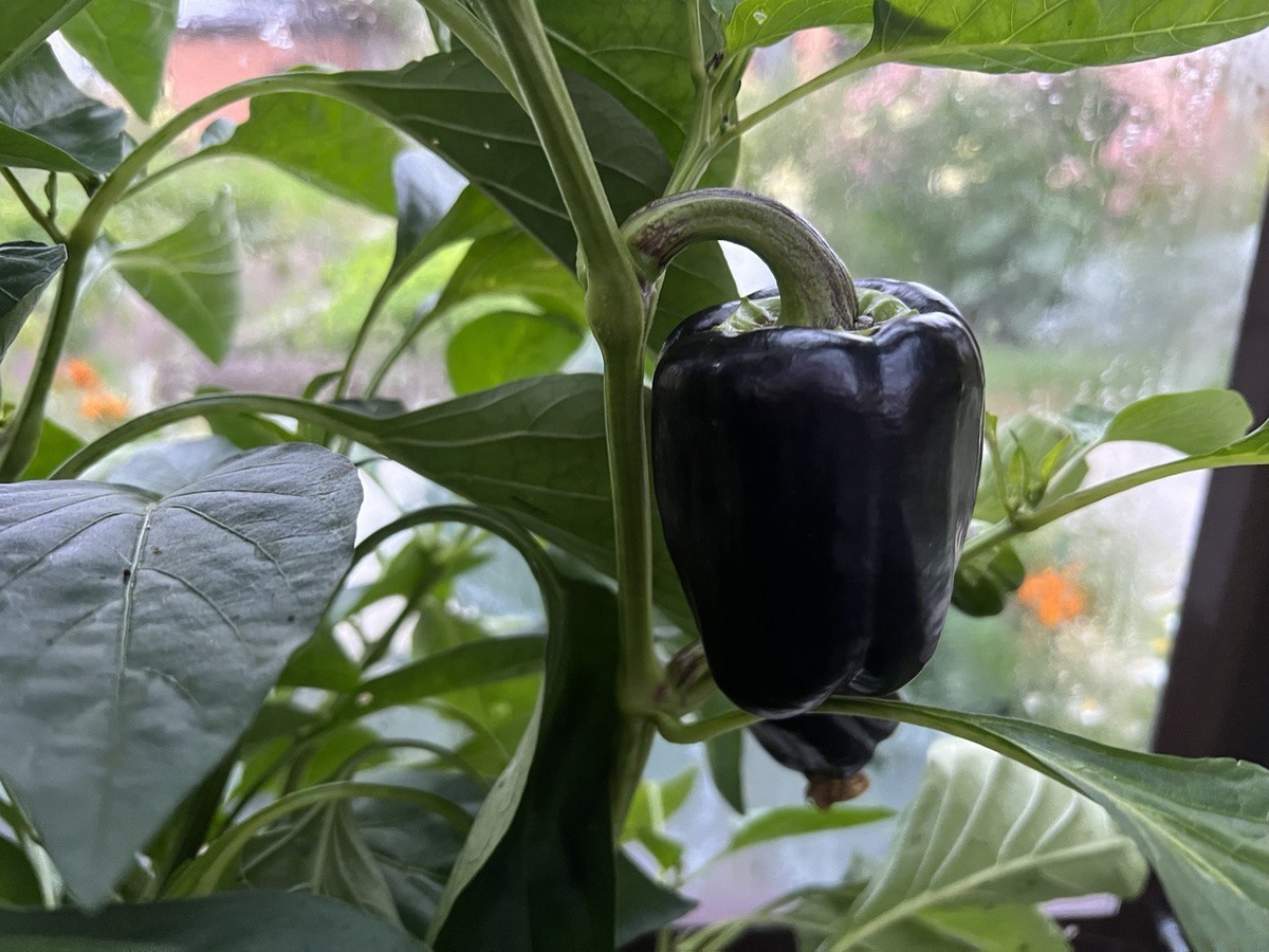 Фото автора канала Дом с кипарисами