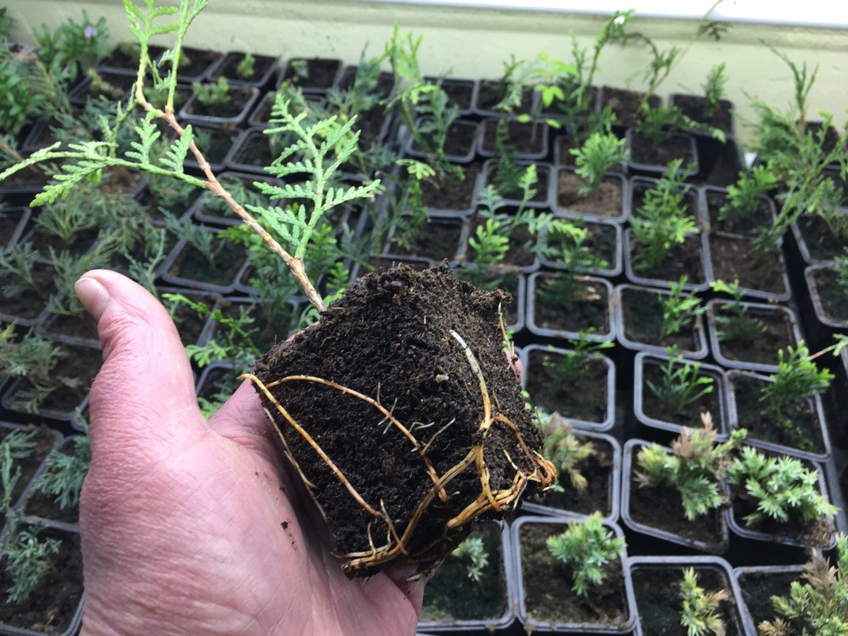 Туйки, зачеренкованные осенью. На улице таких малышей не оставишь, дорастают до весны в теплице