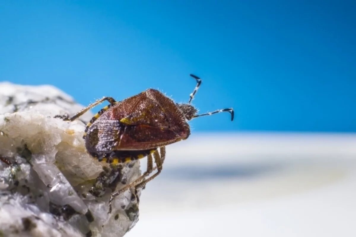    В петербургском НИИ имени Джанелидзе пациентов покусали неистребимые клопы