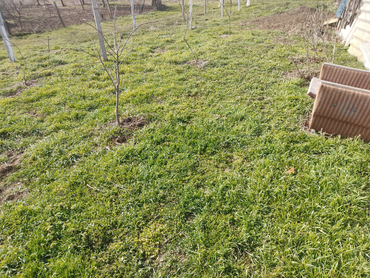 Трава такая густая и растет прямо на глазах