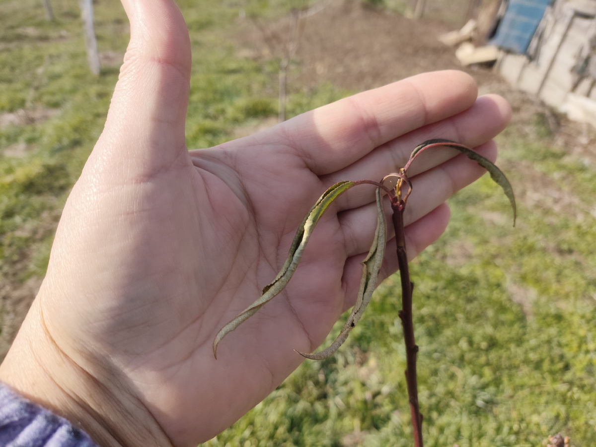 Листики на миндале так и не отпали. Стойкие какие...