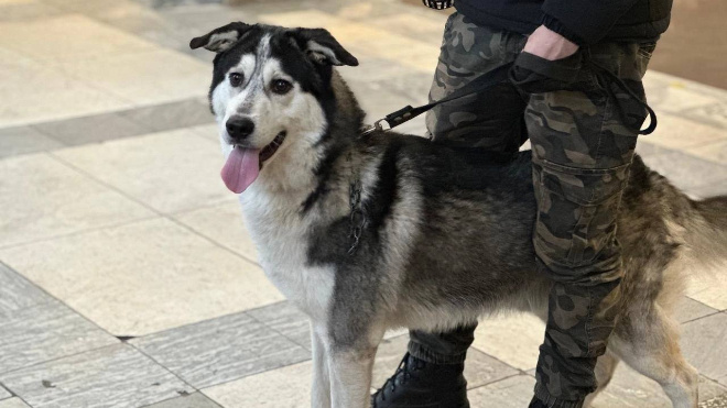 Фото: управление ветеринарии Ленобласти