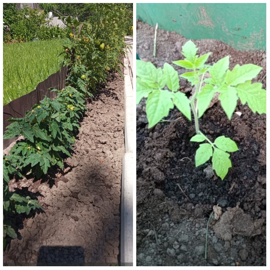 Фото автора, моя рассада