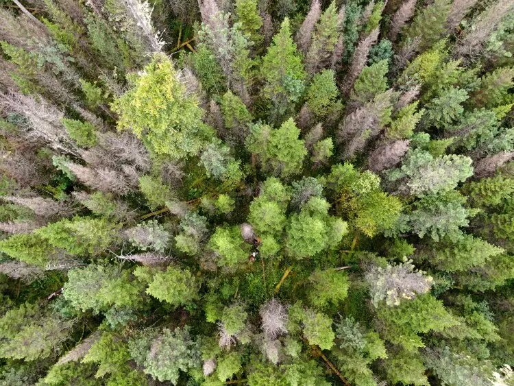 Лес, пораженный сибирским шелкопрядом. Источник: Антон Ковалев