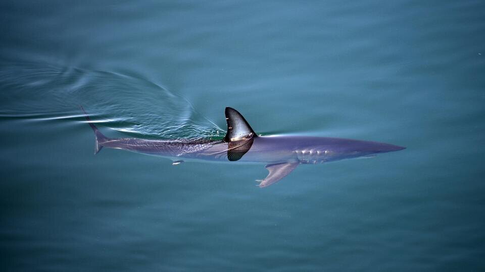 Фото: © Global Look Press/Nano Calvo/VWPics