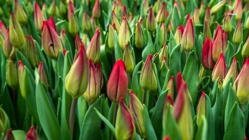      Фото: ИА «Победа26»