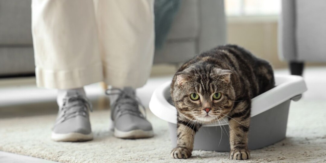 Почему кошка писает в лоток, но какает в другом месте? Что вы делаете не так