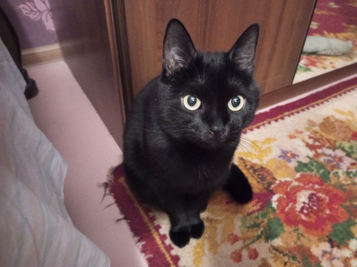 Попробуй опиши чёрного кота! Чёрный - вот и всё описание!