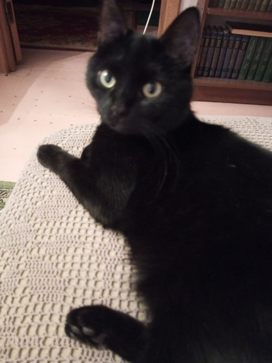 Уже взрослый и потому спокойный и упитанный - в самом расцвете сил