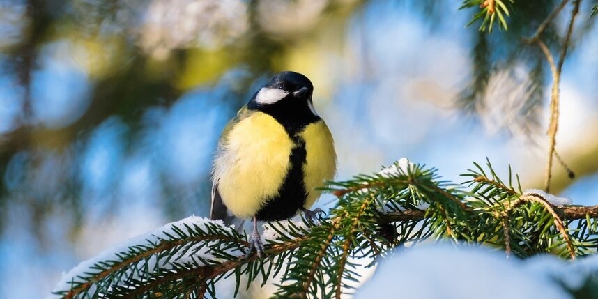    Алена Бобрович