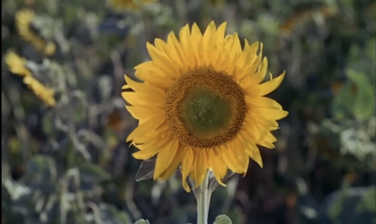 Кадр: Кинопоиск 