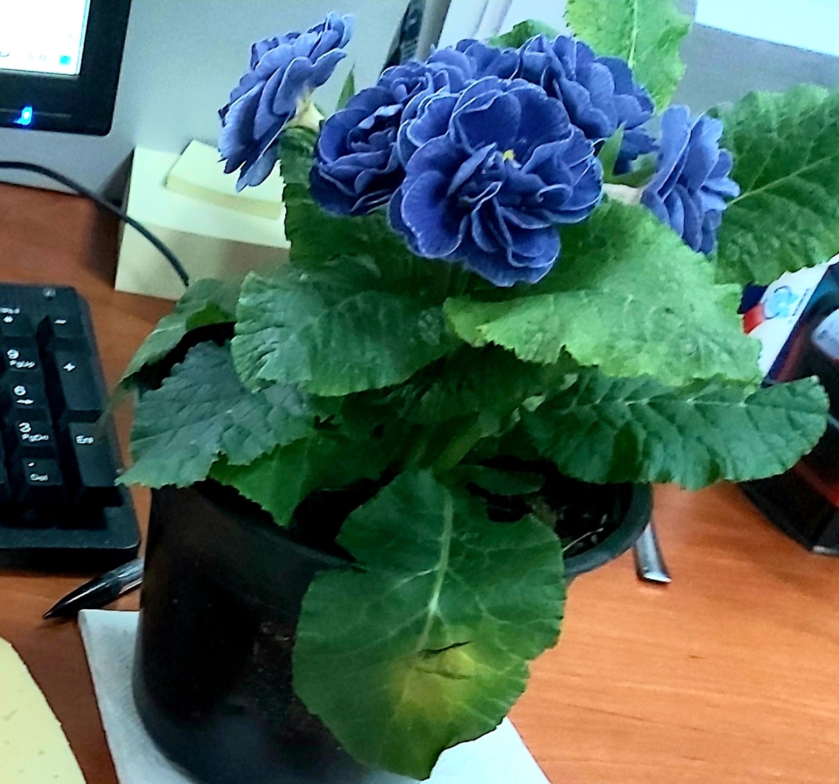 Название у нее Примула Беларина блю