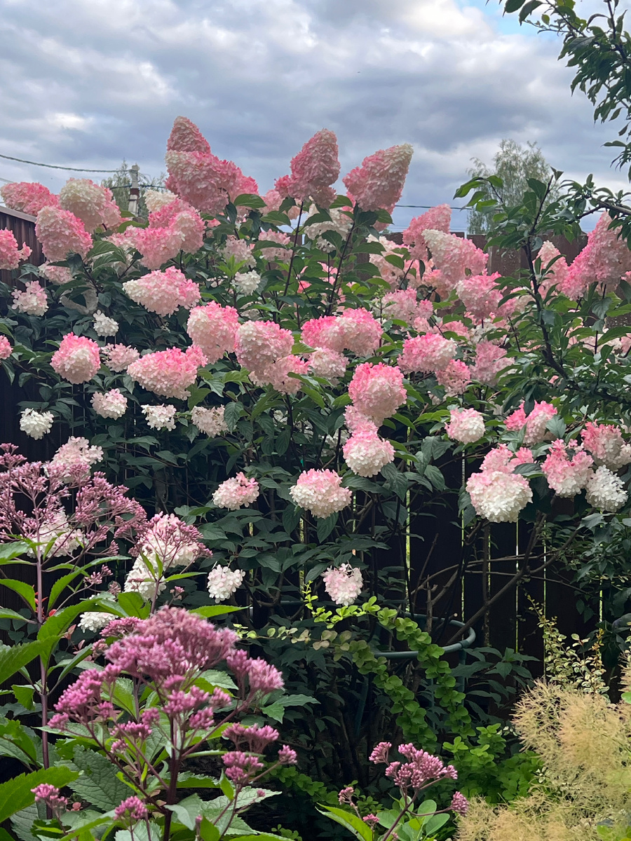 Ванила Фрейз