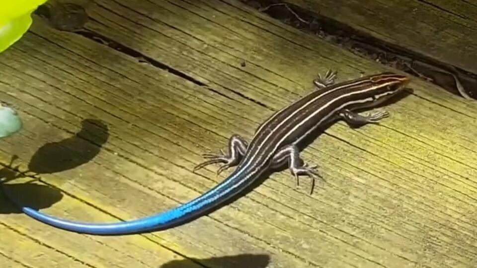 Фото: © Кадр из программы "Как устроен мир", РЕН ТВ