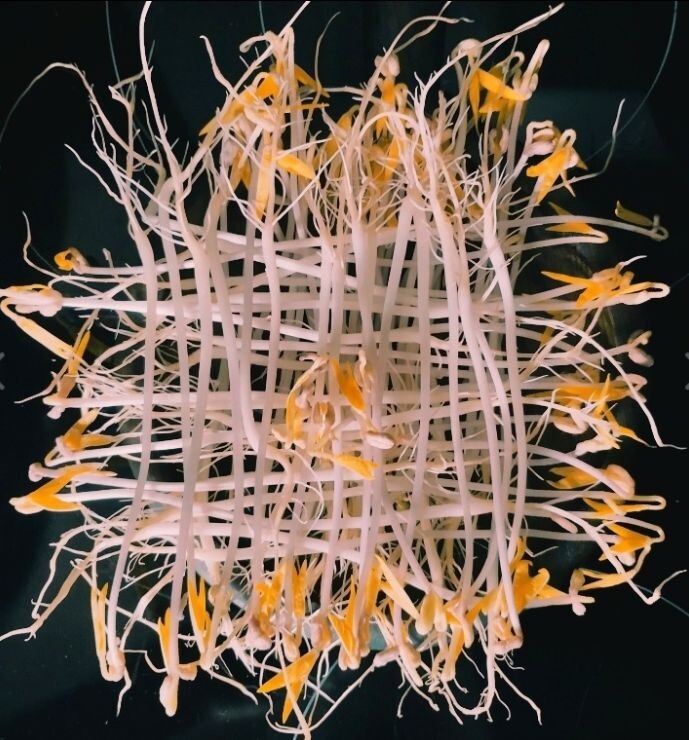 Проростки маша.