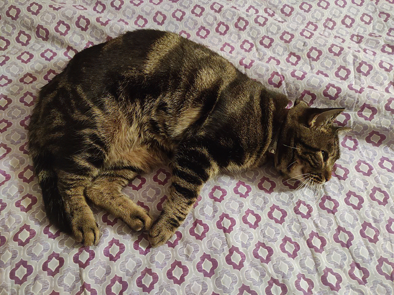 Сытая и довольная Кайса у бабушки