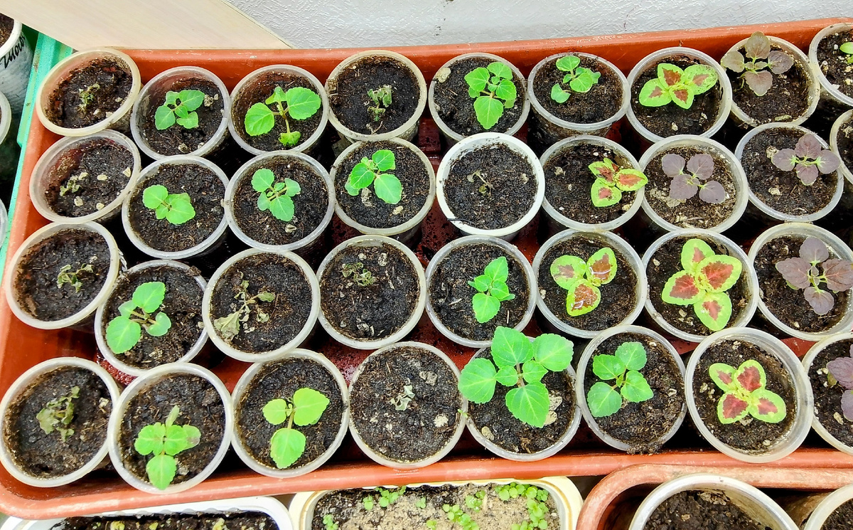 Погибает рассада 