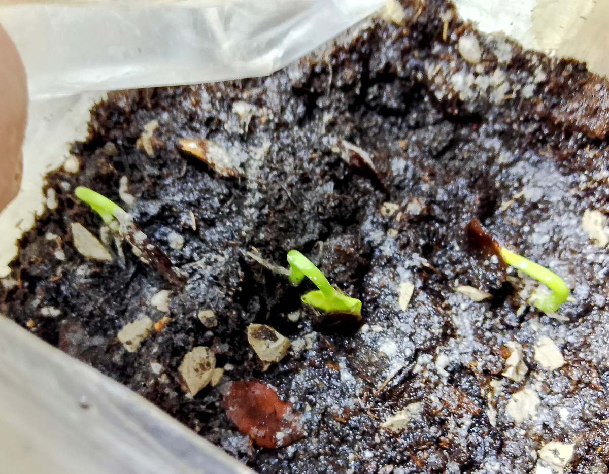 Ростки кобеи